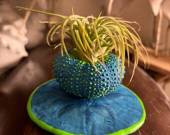 Seahawk Sea Urchin Sand dollar and live air plant