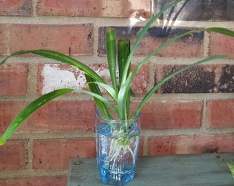 Spider plant starters