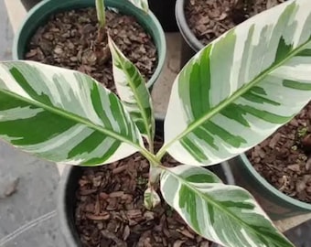 斑入りバナナ苗木Dawarf Namwha Pakchong50 苗