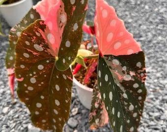 Begonia Sp. Sarawak (non-exact) - Etsy Begonia Sp. Sarawak (non-exact) - Etsy
