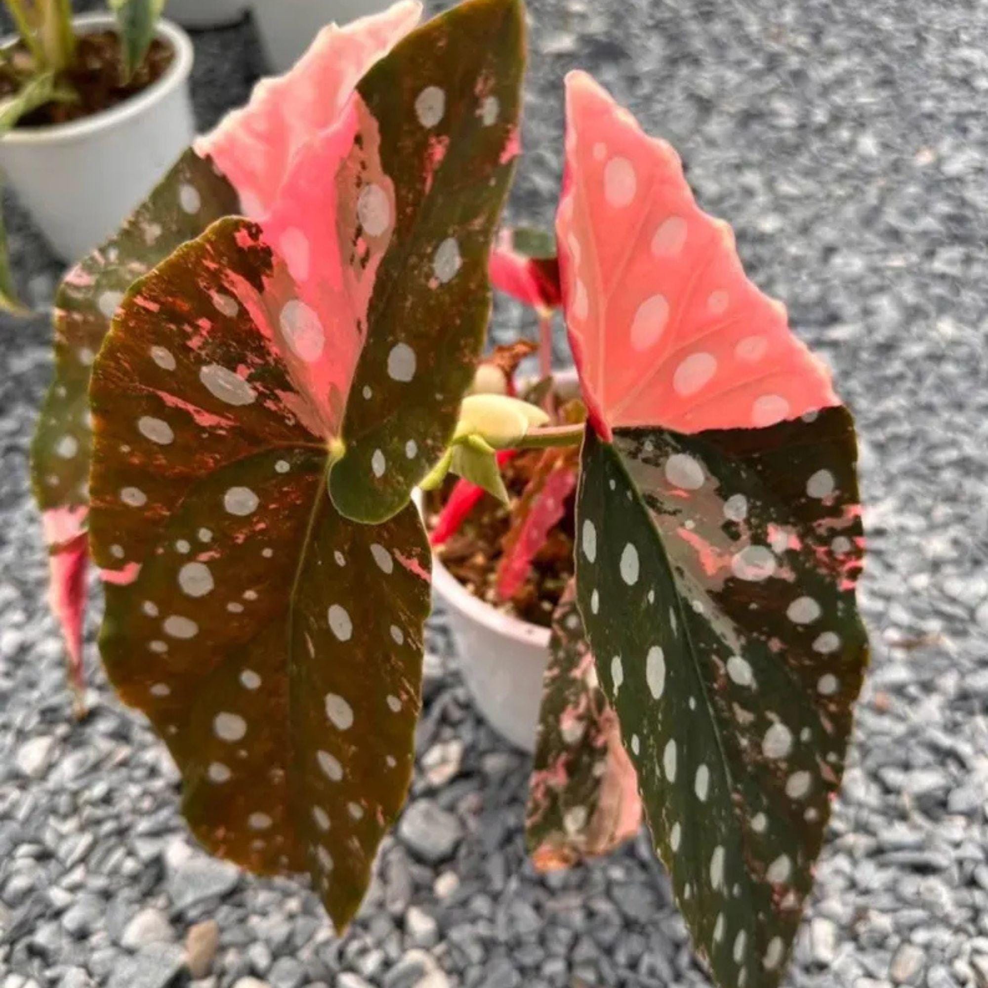 Rare begonias - Etsy 日本 Rare begonias - Etsy 日本