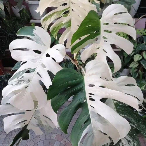Monstera Borsigiana ALBO, bouture panachée à une feuille, nœud enraciné, collection de plantes d'intérieur rares