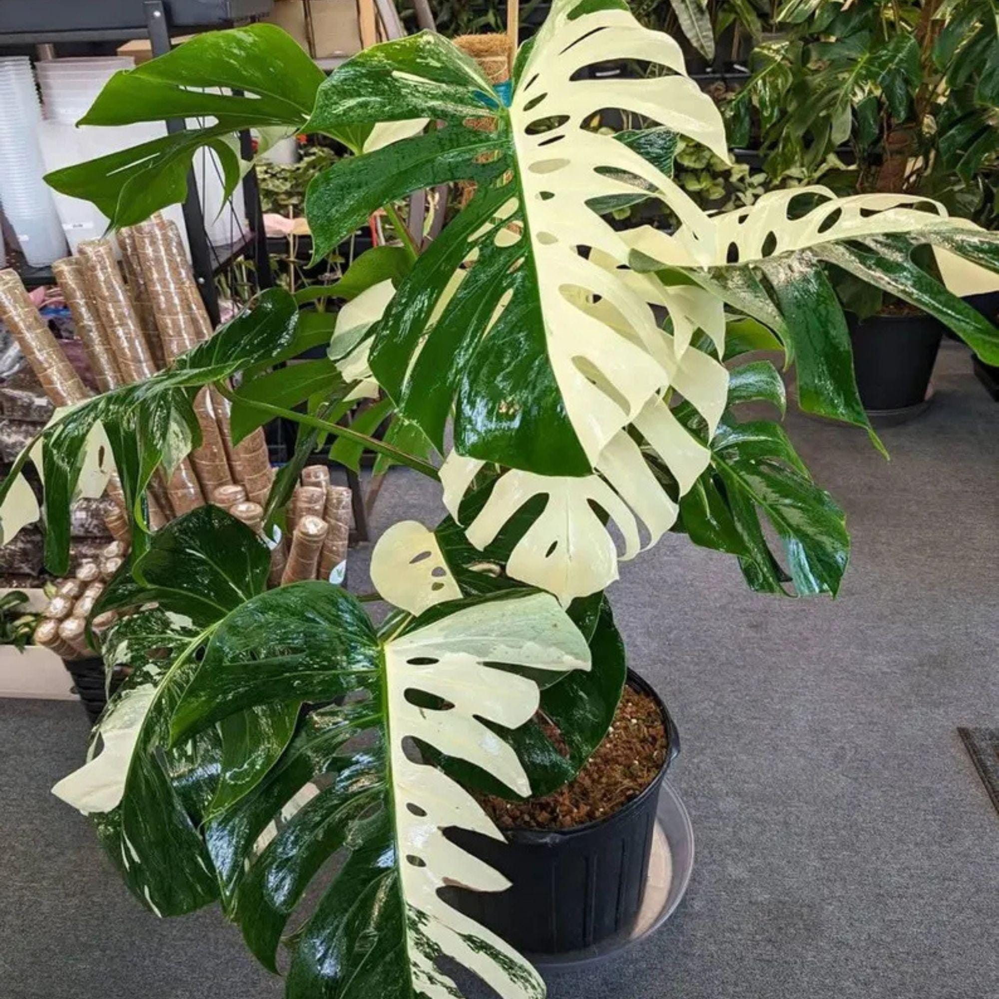 Monstera mint variegated - Etsy 日本 Monstera mint variegated - Etsy 日本