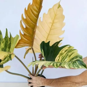 Caramel marble philodendron - Etsy 日本 Caramel marble philodendron - Etsy 日本