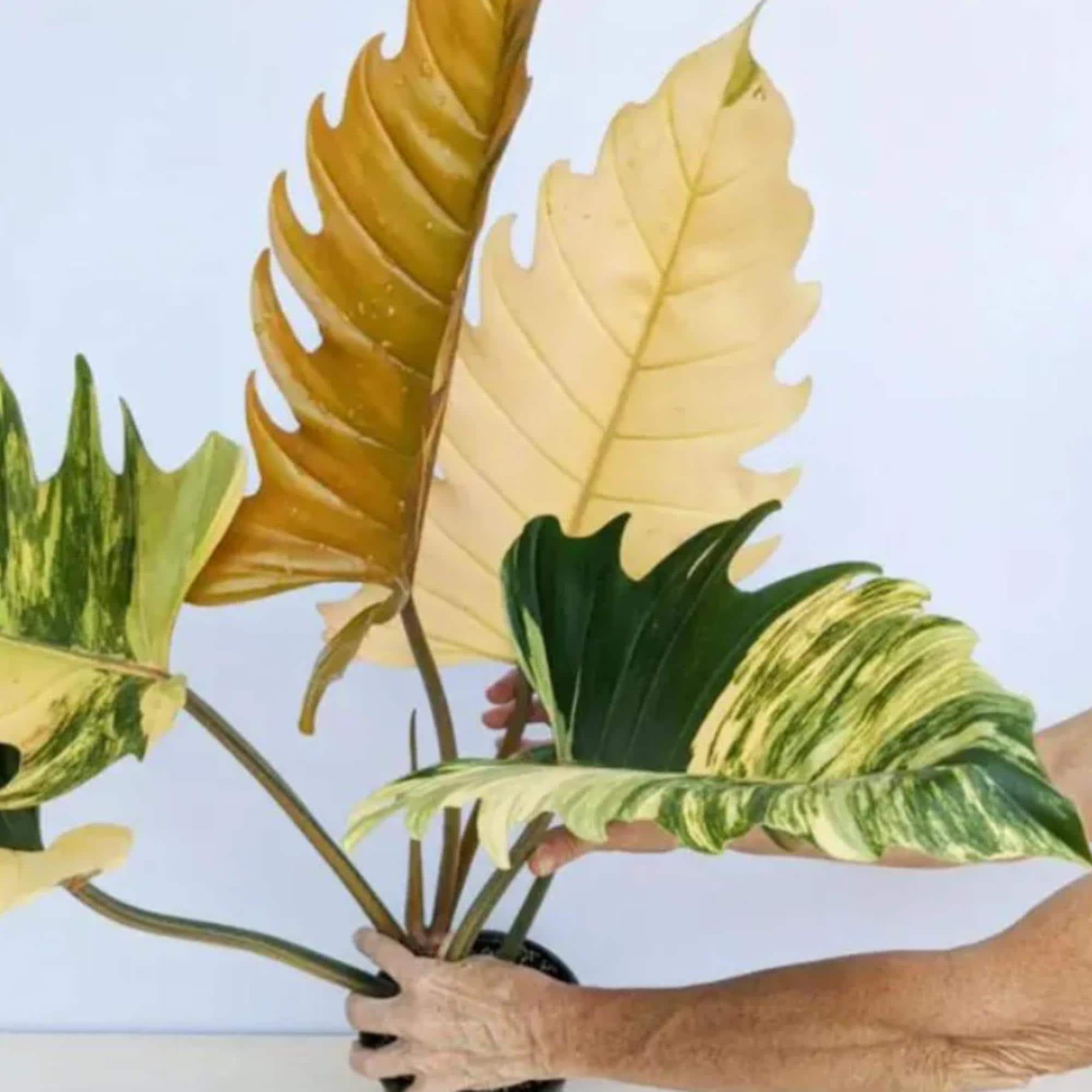 Caramel marble philodendron - Etsy 日本 Caramel marble philodendron - Etsy 日本