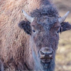 A rugged Buffalo, Symbol of the American West. Available in multiple formats.