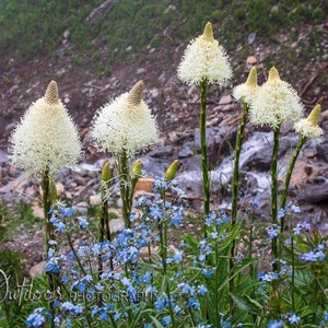 Beargrass at Glacier National Park, Montana.  Available in multiple formats.