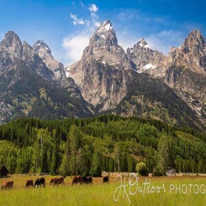 Panorama of Grand Teton Mountain Range and Horses, Wyoming.  Available in multiple formats.