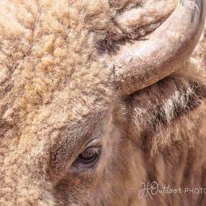 A Unique White Buffalo, Northern Utah.  Available in multiple formats.