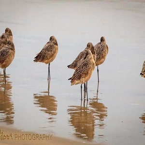 Sandpipers on the beach in San Diego, California.  Available in multiple formats.