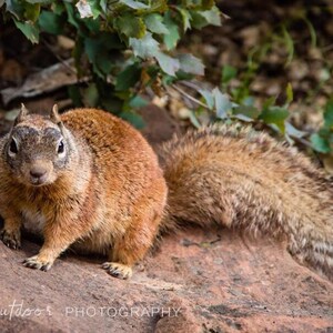 Squirrel in Zion National Park, Utah. Available in multiple formats.