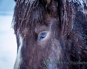 Icelandic Horse, Southern Iceland.  Available in multiple formats.