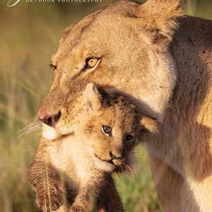 Adorable lion cub being carried by its mother.  Available in multiple formats.