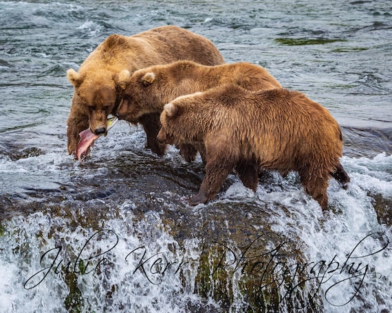 A grizzly bear fishing for salmon at Brooks Falls, Katmai National Park.