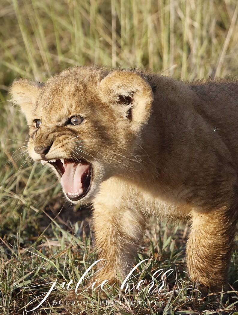 A Young Lion Cub Practicing His Roar. Available in Multiple Formats. - Etsy