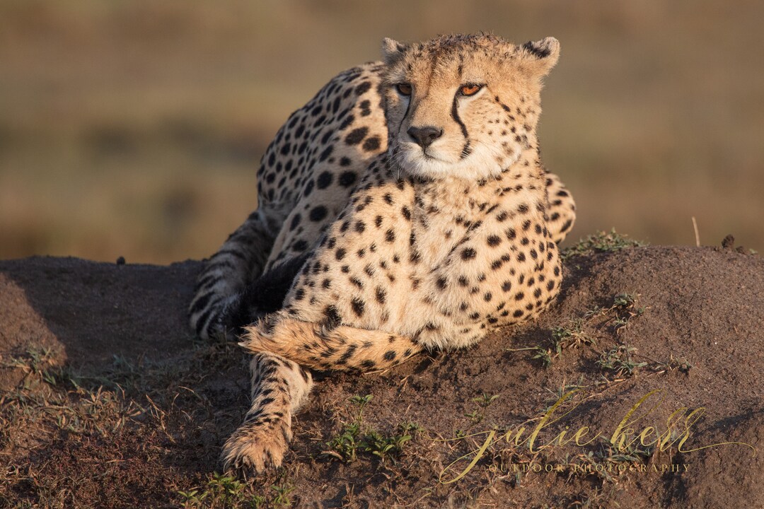Cheetahs Are One of the Fastest Animals in the Serengeti. This ...