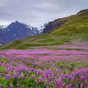 Wild Lupine Fields on the South Coast of Iceland.  Available in multiple formats.