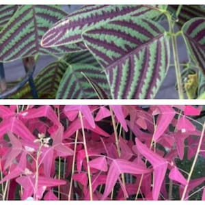May include: Two types of plants with vibrant foliage. The top image shows a plant with green and purple leaves with a striped pattern. The bottom image shows a plant with pink leaves shaped like a star.