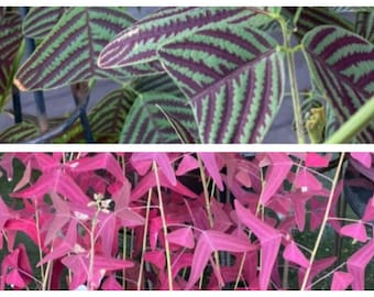 Butterfly Wing Plant Seed Combo - Christia Obcordata & Vespertilionis 25 seeds