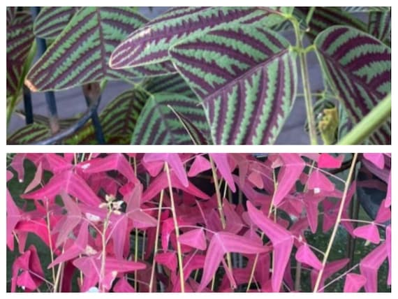 plants pot ZZ Plant | Low Light Plants & Houseplants Delivery