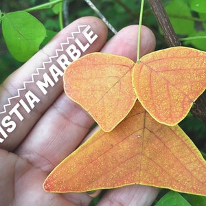 NEW!!  Organic  Christia MARBLE - Swallowtail -  Butterfly Wing Plant seeds - fresh REAL organic Seeds - Similar to Obcordata