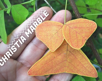 NEW!!  Organic  Christia MARBLE - Swallowtail -  Butterfly Wing Plant seeds - fresh REAL organic Seeds - Similar to Obcordata