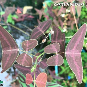 Organic Red Butterfly Wing Plant Christia Vespertilionis Cespertilionis fresh REAL organic seeds image 5