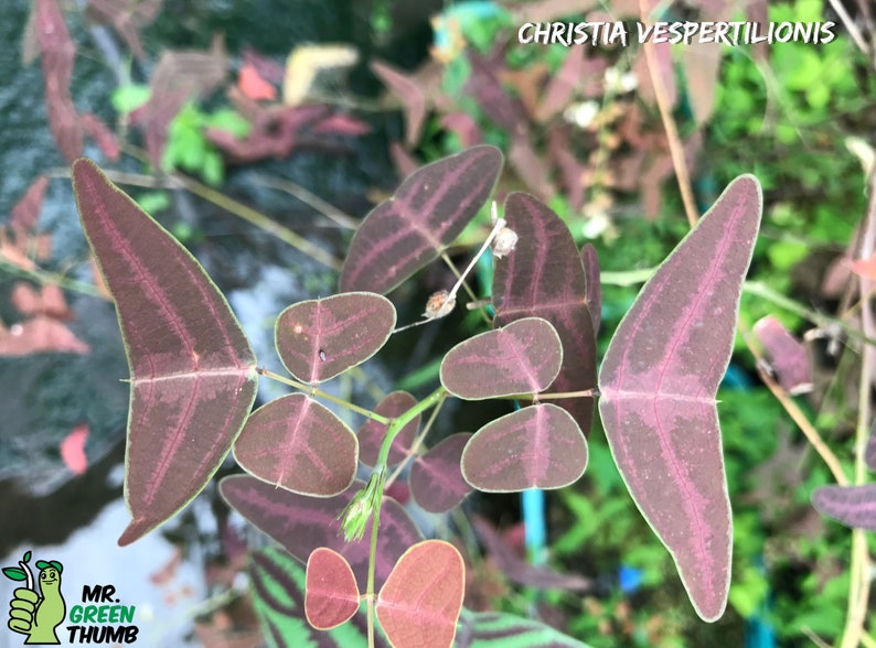 Organic Red Butterfly Wing Plant Christia Vespertilionis Cespertilionis fresh REAL organic seeds image 5