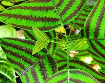 Organic  LARGE LEAF Christia Obcordata - Swallowtail -  Butterfly Wing Plant seeds - Fresh REAL organic Seeds