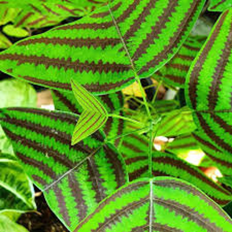 May include: Close-up of green leaves with dark brown stripes. The leaves have a pointed shape and a textured surface.