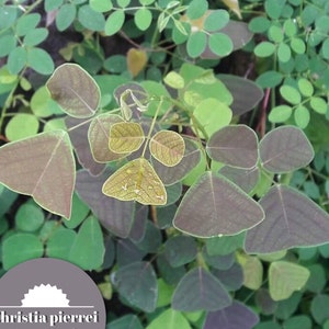 NEW! Organic Christia pierrei (Schindl.) Ohashi - Swallowtail - Butterfly Wing Plant seeds - fresh REAL organic Seeds - Similar to Obcordata