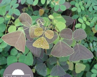 NEW! Organic Christia pierrei (Schindl.) Ohashi - Swallowtail - Butterfly Wing Plant seeds - fresh REAL organic Seeds - Similar to Obcordata