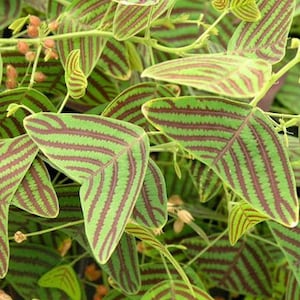 May include: A close-up of a plant with green leaves with dark red stripes. The leaves are shaped like a heart and have a pointed tip.