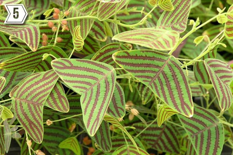 May include: A close-up of a plant with green leaves with dark red stripes. The leaves are shaped like a heart and have a pointed tip.
