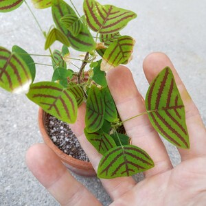 May include: A small potted plant with green leaves with red stripes. The plant is in a terracotta pot and is being held by a hand.