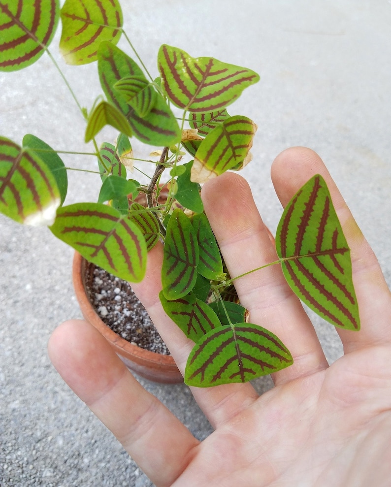May include: A small potted plant with green leaves with red stripes. The plant is in a terracotta pot and is being held by a hand.