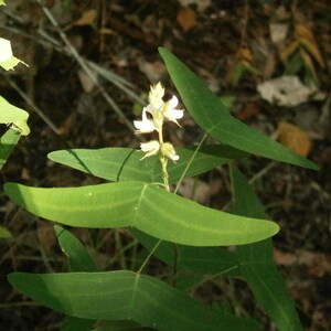 NEW Organic Christia Vespertilionis L.f Bakh.f All Green Swallowtail Butterfly Wing Plant fresh REAL Seeds Similar to Obcordata image 3