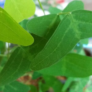 NEW Organic Christia Vespertilionis L.f Bakh.f All Green Swallowtail Butterfly Wing Plant fresh REAL Seeds Similar to Obcordata image 4