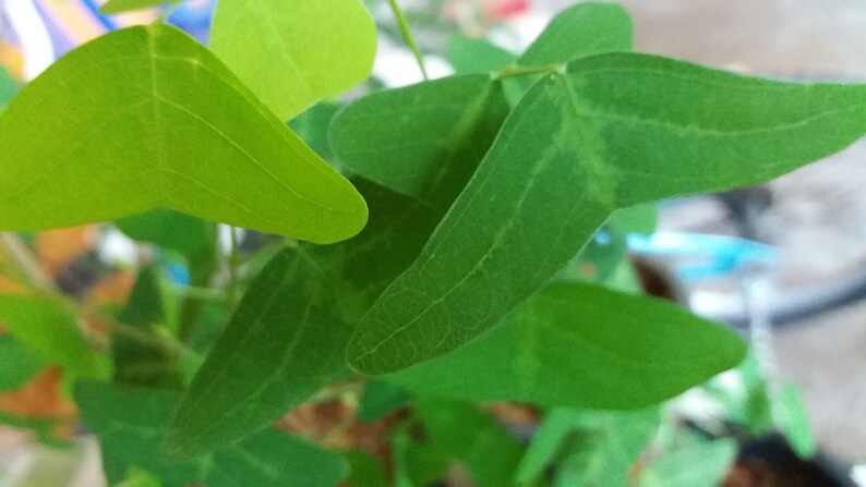 NEW Organic Christia Vespertilionis L.f Bakh.f All Green Swallowtail Butterfly Wing Plant fresh REAL Seeds Similar to Obcordata image 4