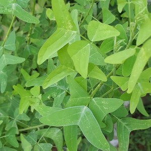 NEW Organic Christia Vespertilionis L.f Bakh.f All Green Swallowtail Butterfly Wing Plant fresh REAL Seeds Similar to Obcordata image 2