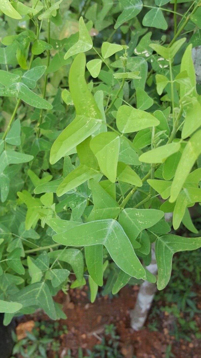 NEW Organic Christia Vespertilionis L.f Bakh.f All Green Swallowtail Butterfly Wing Plant fresh REAL Seeds Similar to Obcordata image 2