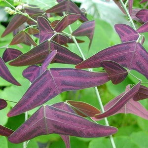 Organic Red Butterfly Wing Plant Christia Vespertilionis Cespertilionis fresh REAL organic seeds image 1