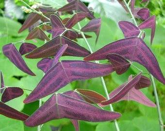 Organic  Red  Butterfly Wing Plant Christia Vespertilionis Cespertilionis fresh REAL organic seeds