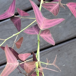 Organic Red Butterfly Wing Plant Christia Vespertilionis Cespertilionis fresh REAL organic seeds image 7