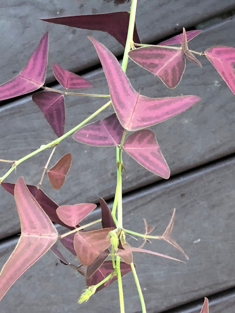 Organic Red Butterfly Wing Plant Christia Vespertilionis Cespertilionis fresh REAL organic seeds image 7