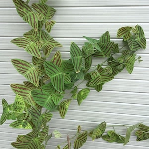 May include: A green vine with red stripes growing up a white wall. The leaves are shaped like hearts and have a unique pattern.