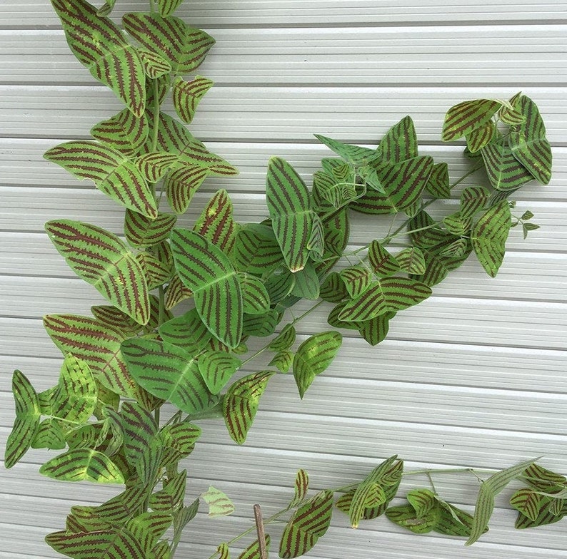 Christia Obcordata - Swallowtail - Butterfly Wing Plant seeds