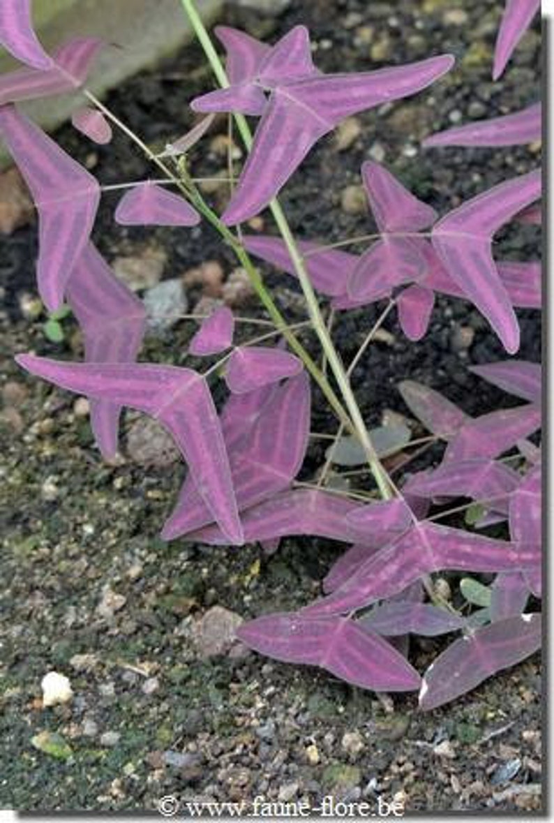 Organic Red Butterfly Wing Plant Christia Vespertilionis Cespertilionis fresh REAL organic seeds image 8