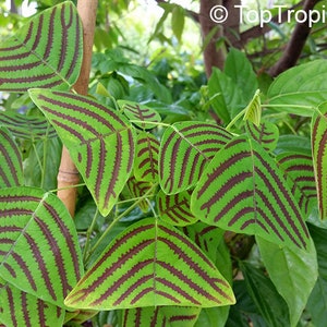 May include: Close-up of a plant with green leaves that have dark brown stripes. The leaves are shaped like triangles and are arranged in a cluster.