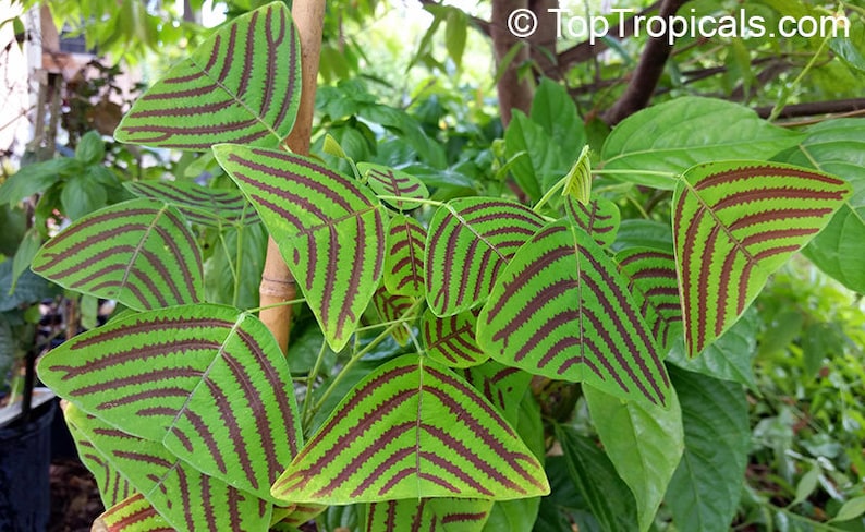 May include: Close-up of a plant with green leaves that have dark brown stripes. The leaves are shaped like triangles and are arranged in a cluster.